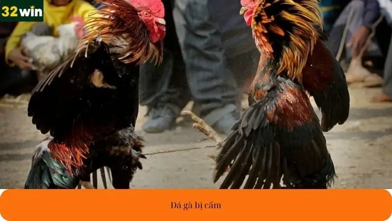Đá gà bị cấm