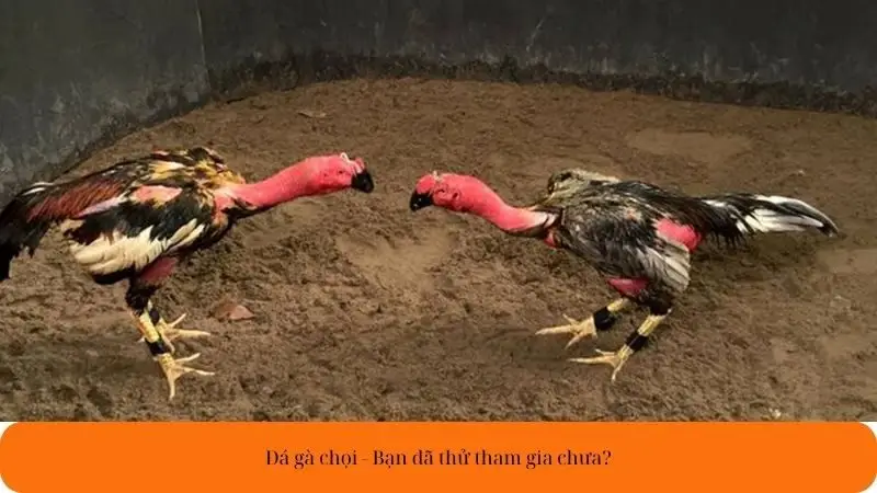 Đá gà chọi - Bạn đã thử chưa?