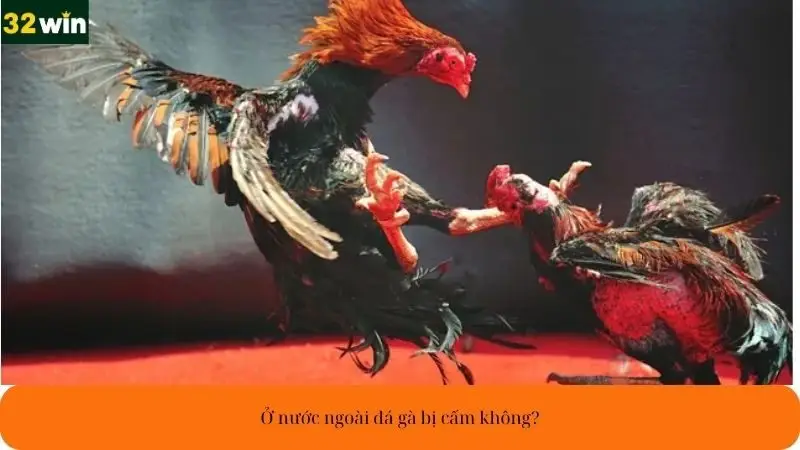 Ở nước ngoài đá gà bị cấm không