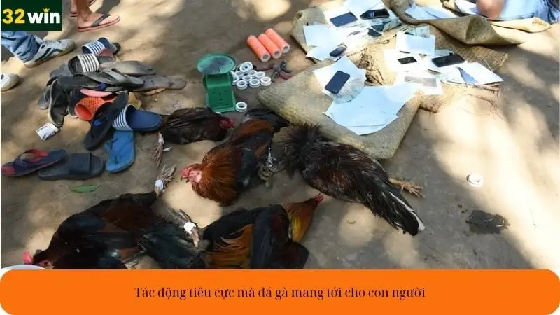 Tác động tiêu cực mà đá gà mang tới cho con người