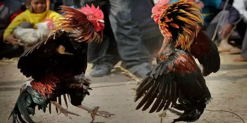 Cách tính điểm đá gà trực tiếp C3